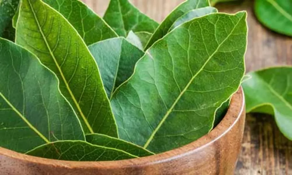 Bay Leaves