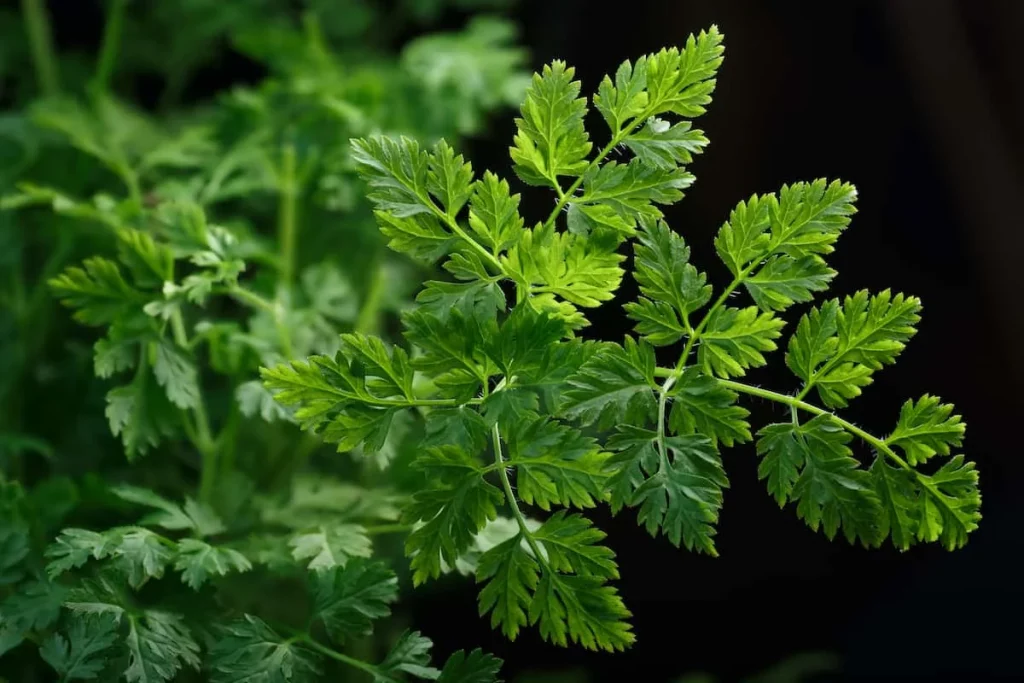 Chervil
