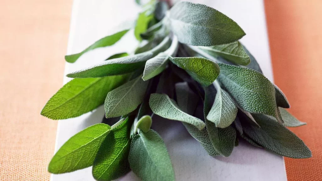 Fresh Sage Leaves