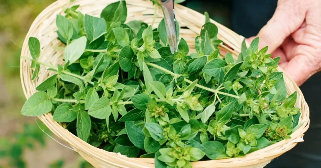 Fresh Oregano Leaves