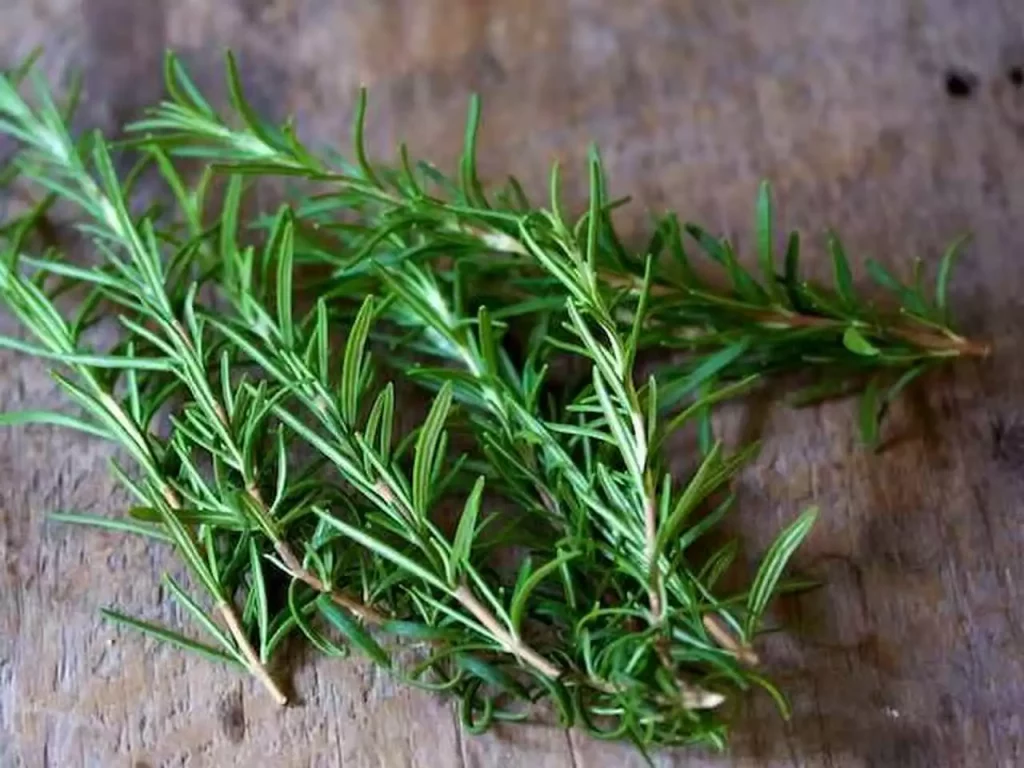 Rosemary Leaves