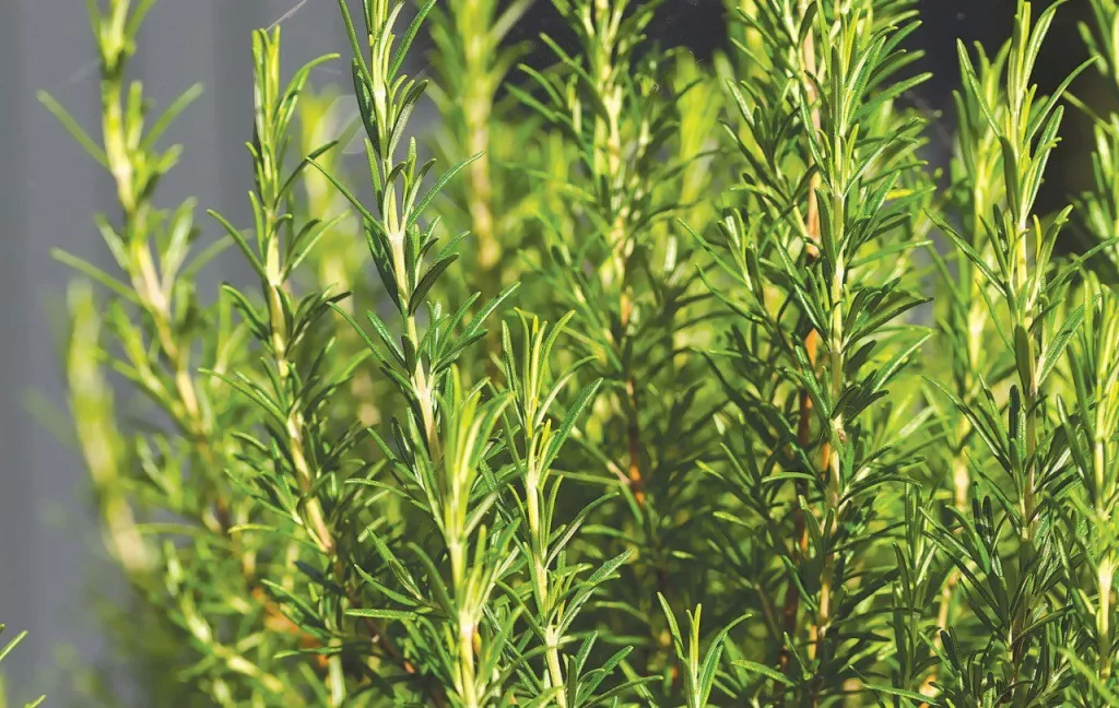 Rosemary