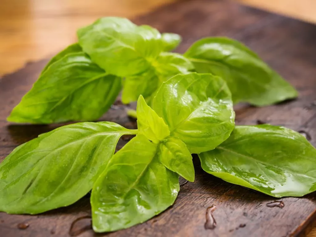 Basil Leaves