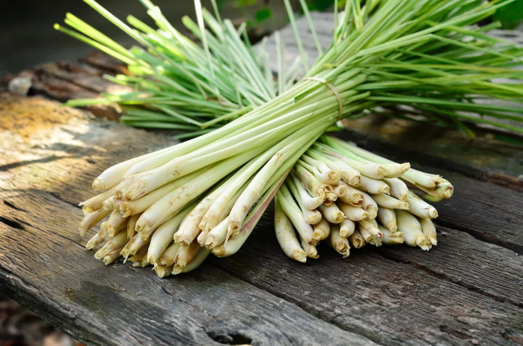 Lemon Grass
