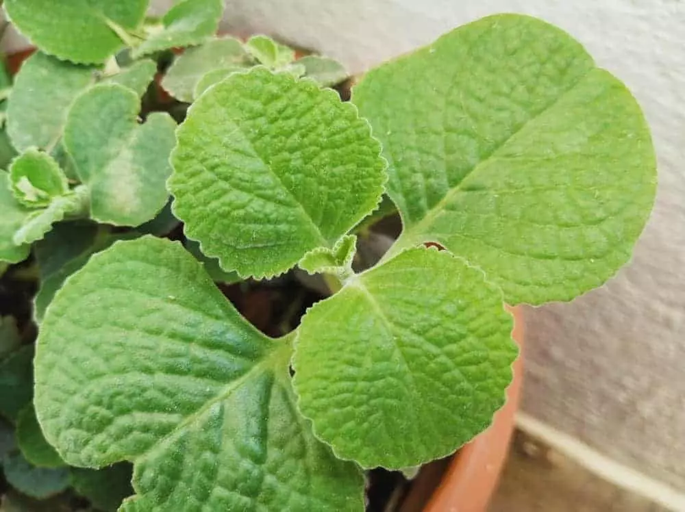 Mexican Oregano
