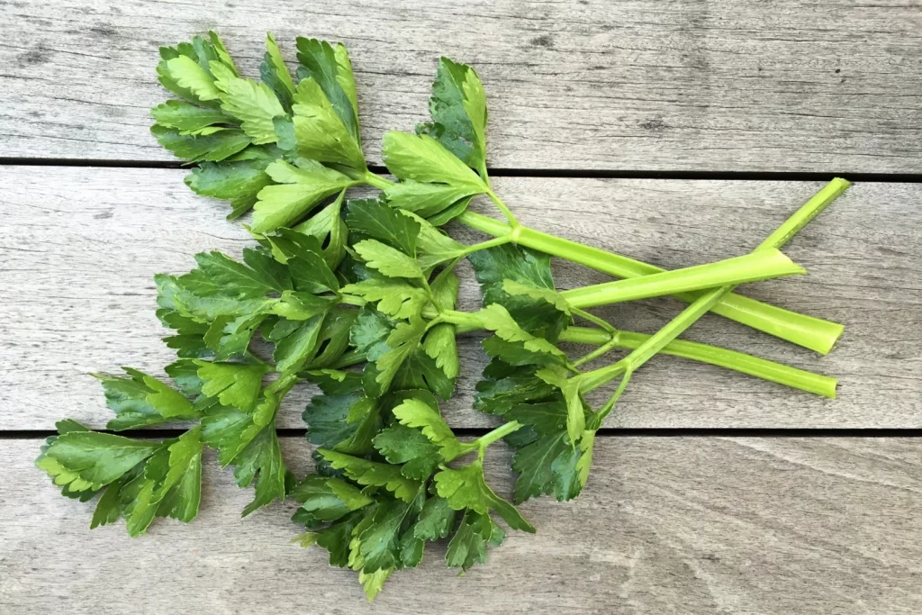 Celery leaves