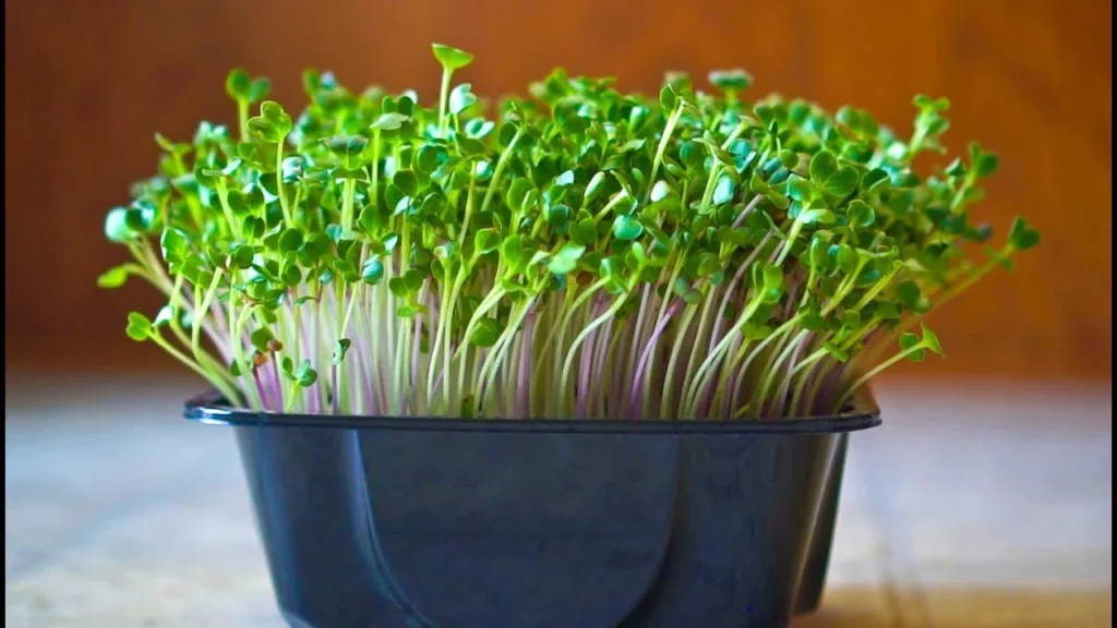 Radish Sprouts