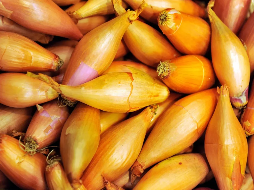 Shallot