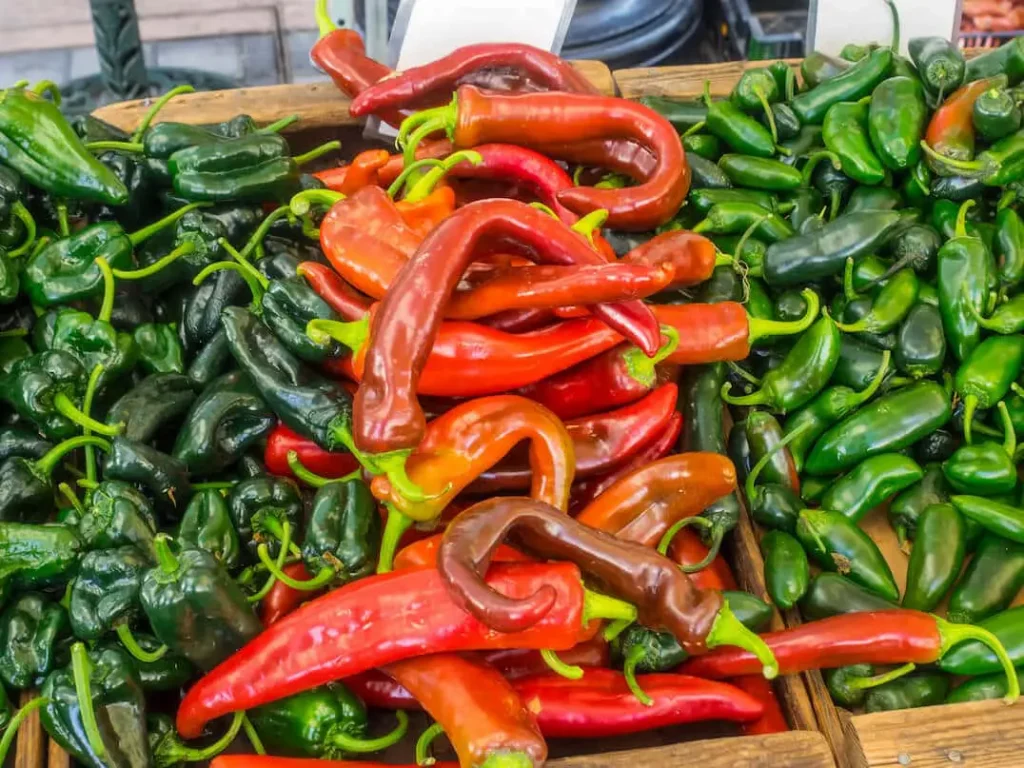 Anaheim Pepper