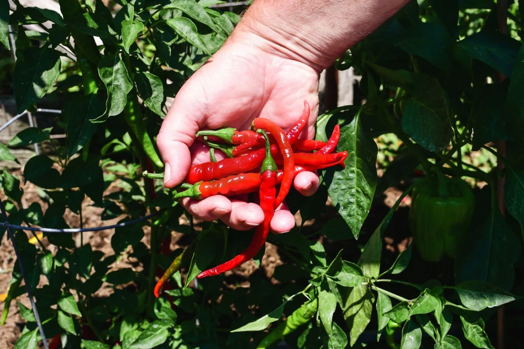 Cayenne Pepper