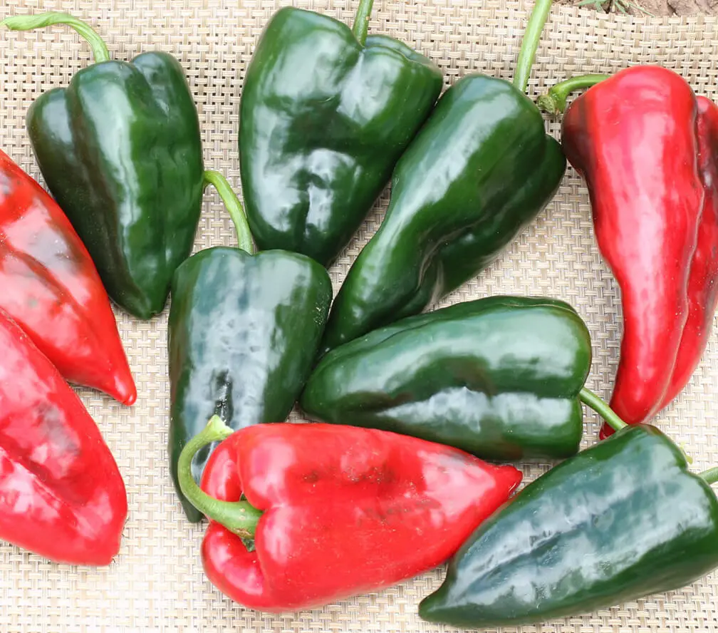 Poblano Pepper
