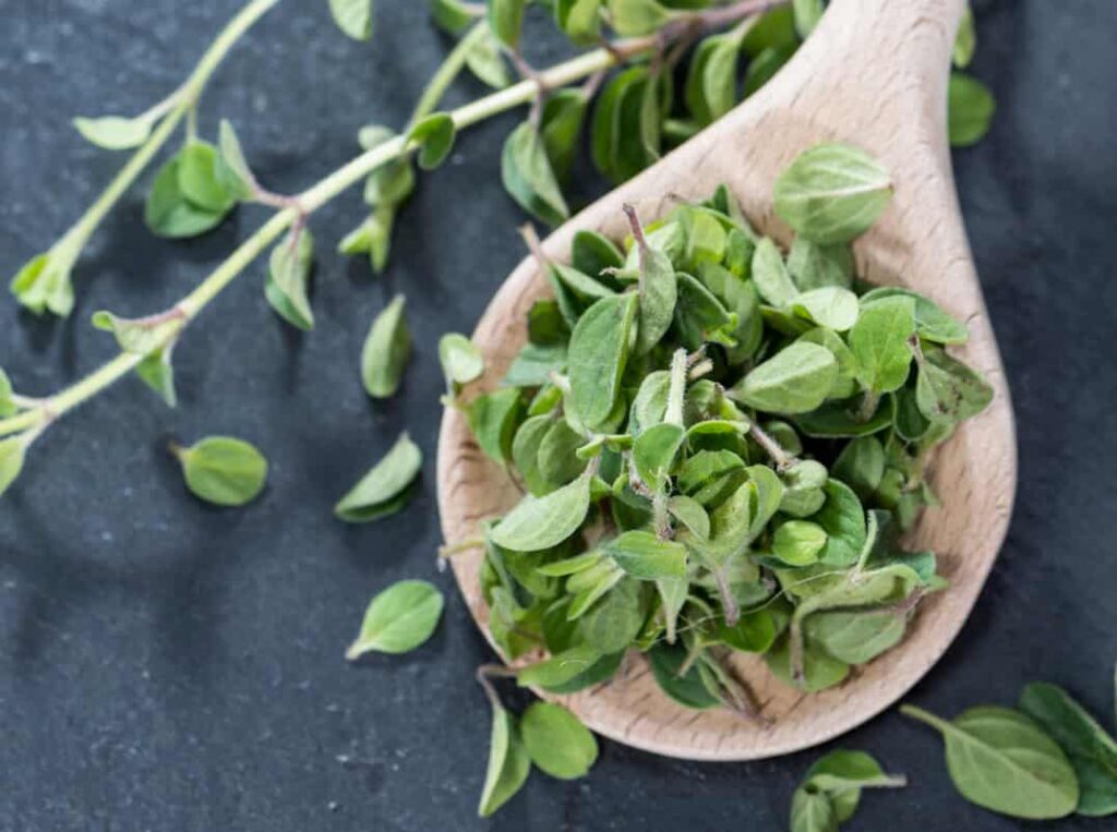 Marjoram