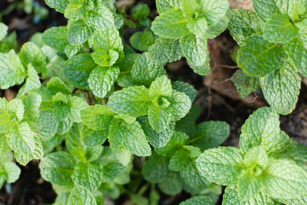 mint leaves