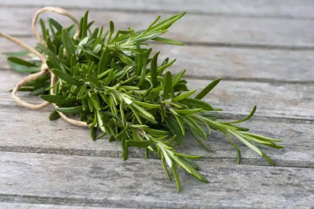 rosemary herb