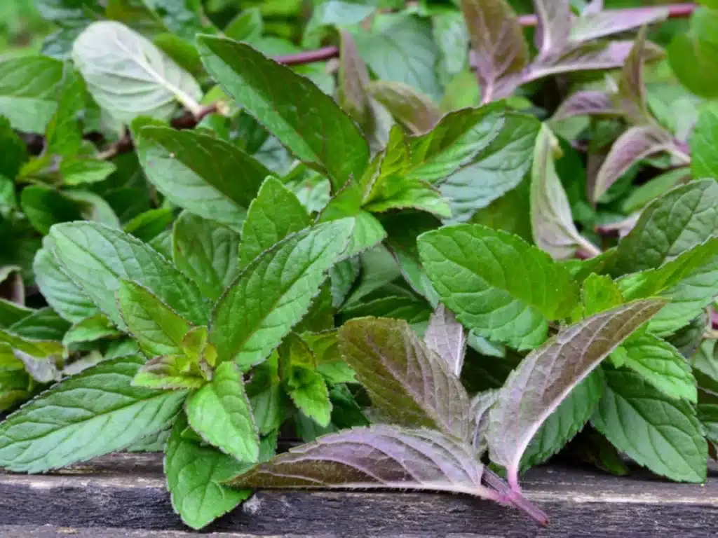 watermint extract